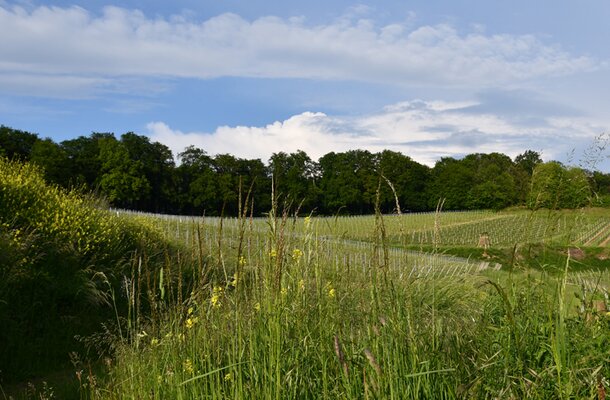 Protection de l'environnement chez THIEME